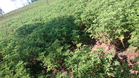 Valorisation des déchets de géranium d’Ambositra par biométhanisation